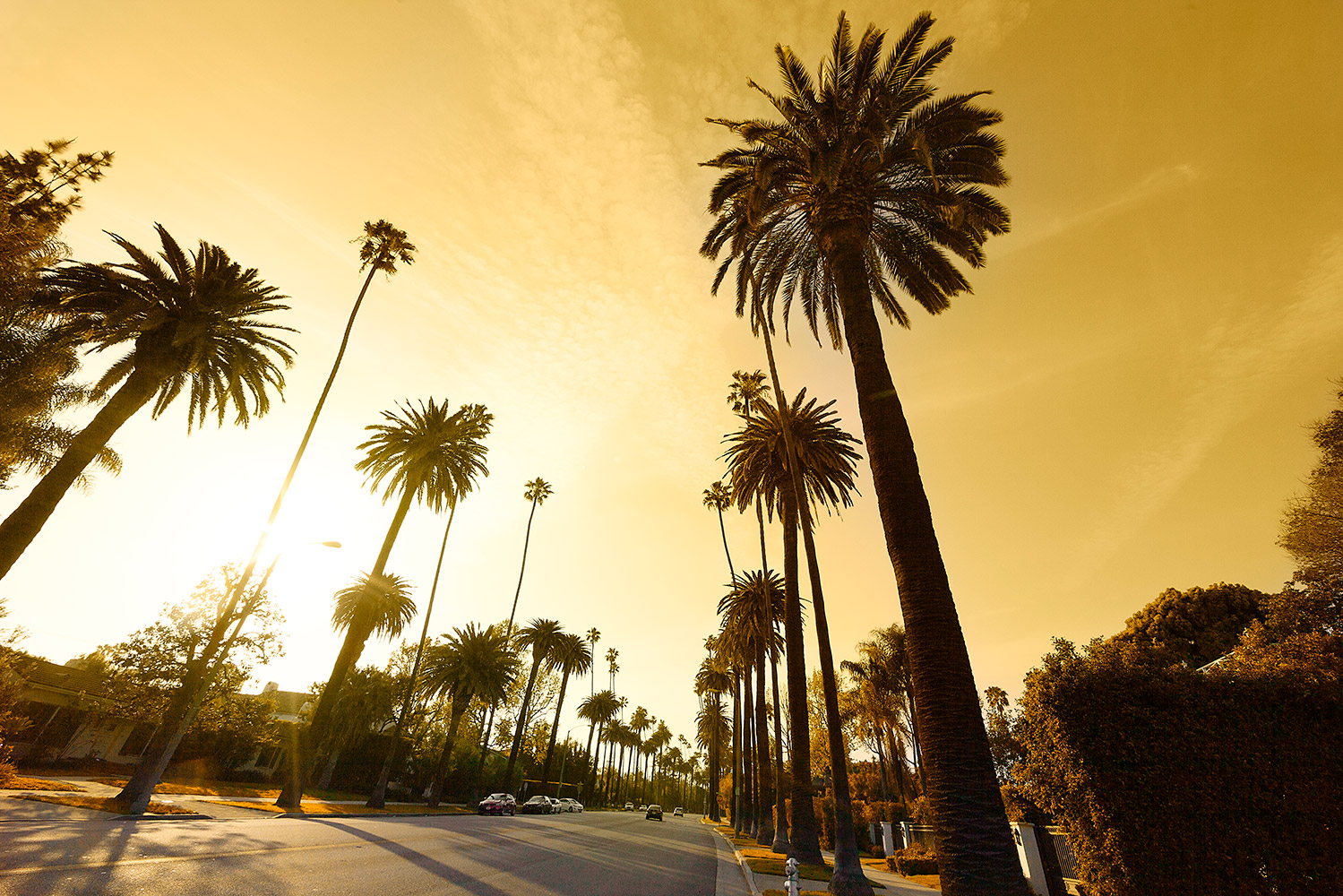 palms-1499×1000